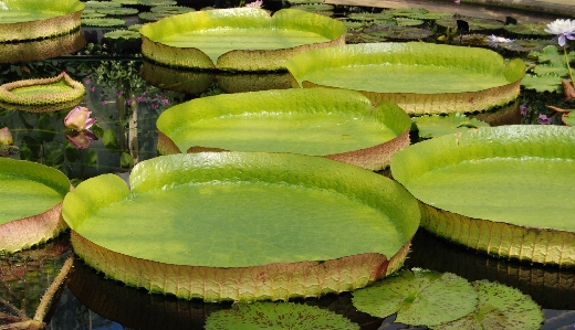 Water plant fruit leaf Photo