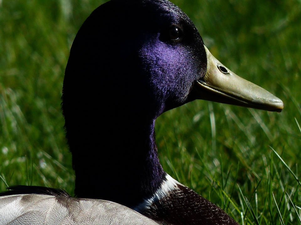 Natura erba uccello viola