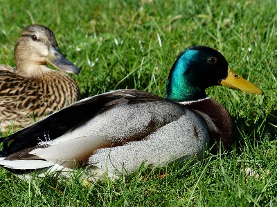 Nature grass bird female Photo