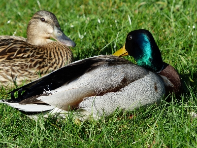 Nature grass bird female Photo