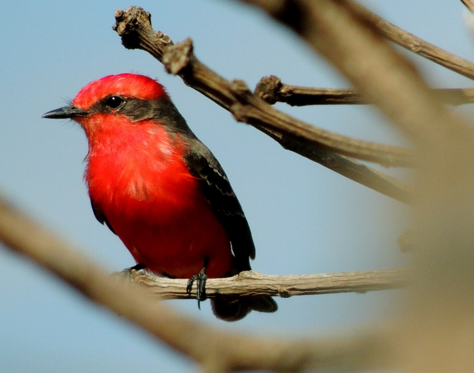 Naturaleza rama pájaro fauna silvestre