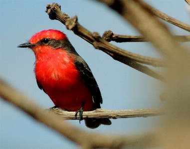 Foto Natura ramo uccello animali selvatici