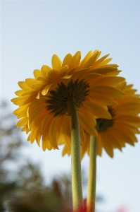 Nature plant field sunlight Photo