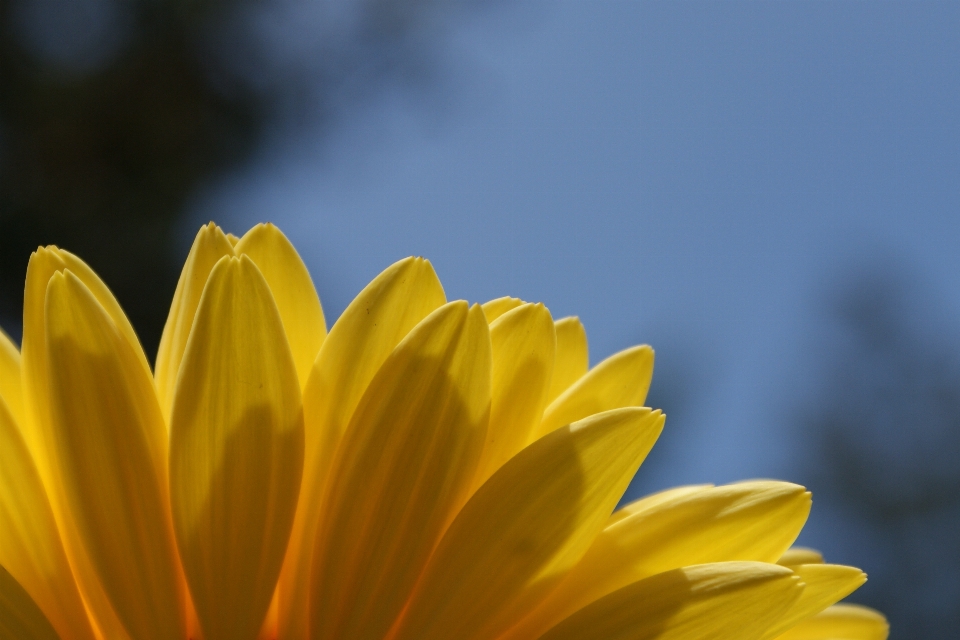 Naturaleza florecer planta cielo