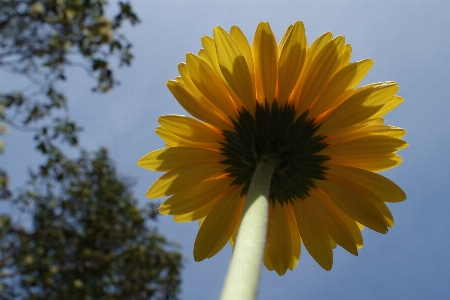 Nature plant field sunlight Photo