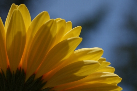 Nature plant photography sunlight Photo