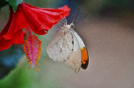 Foto Natureza asa branco fotografia