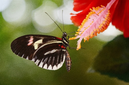 Foto Natureza asa branco fotografia