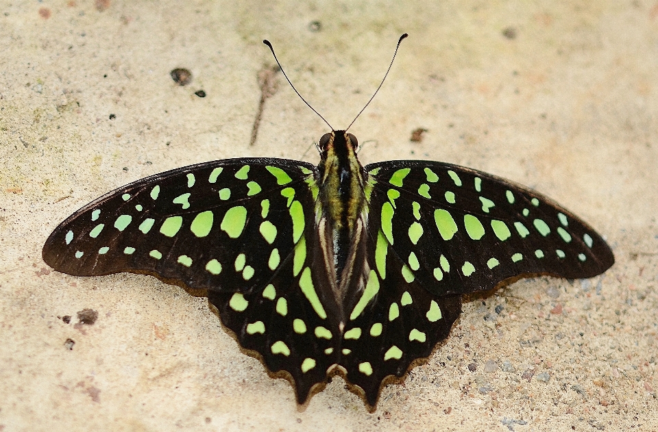 Asa folha animais selvagens verde