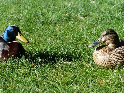 Nature grass bird female Photo