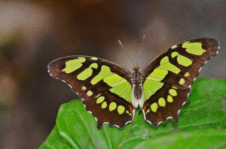 Nature wing light leaf Photo