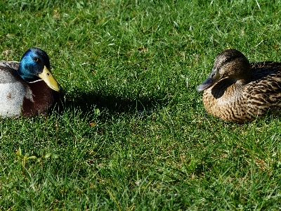 Photo Nature herbe oiseau aile