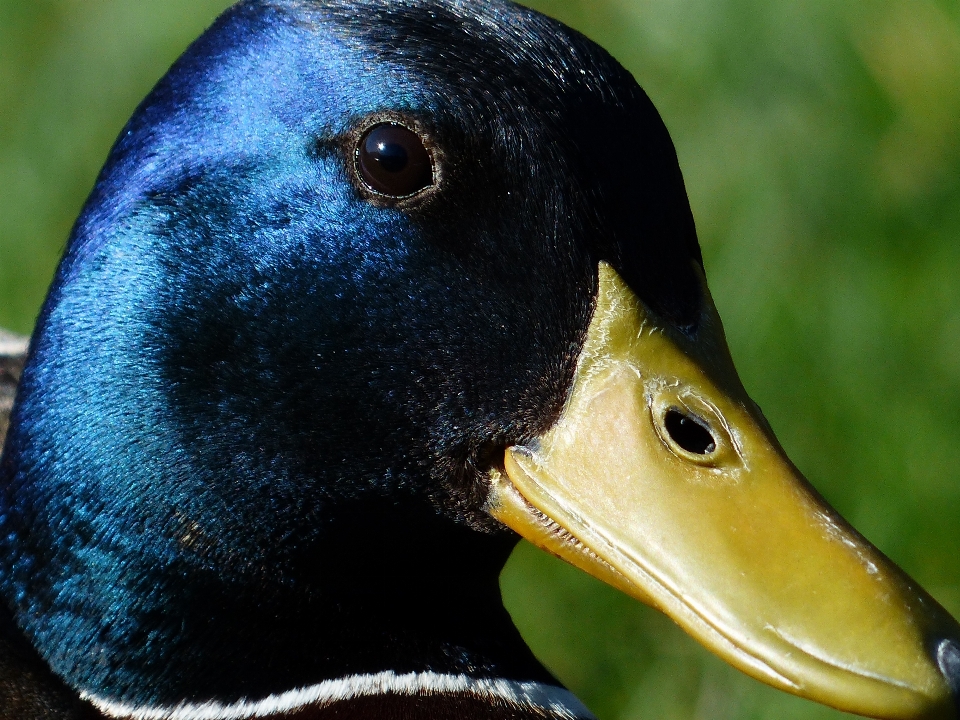 Nature oiseau faune vert