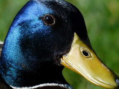 Foto Alam burung margasatwa hijau