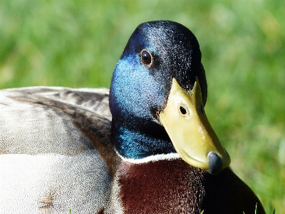 Bird wildlife beak shine Photo