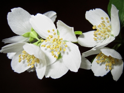 Branch blossom plant white Photo