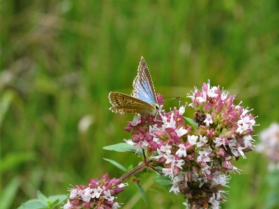 Natur anlage wiese
 prärie
 Foto