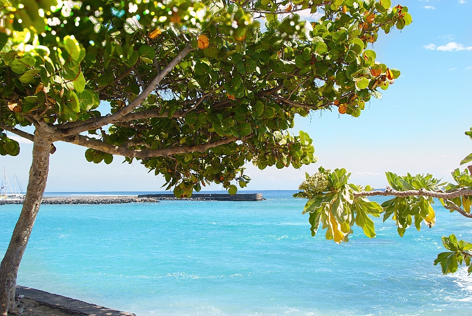 Strand meer baum wasser