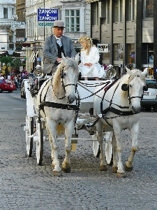 Foto Ragazza carro veicolo drive