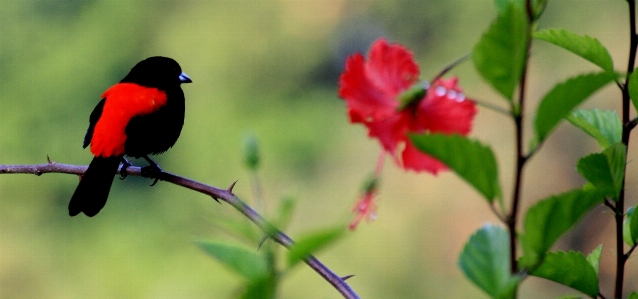 Nature branch bird flower Photo