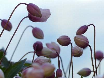 Foto Rama florecer planta flor