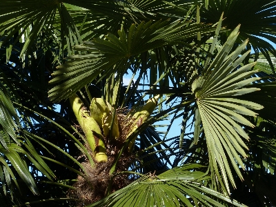 Tree forest branch plant Photo