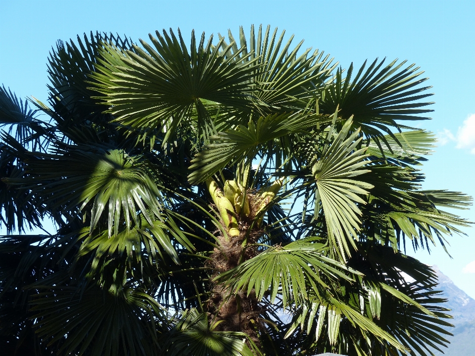 Tree branch plant palm