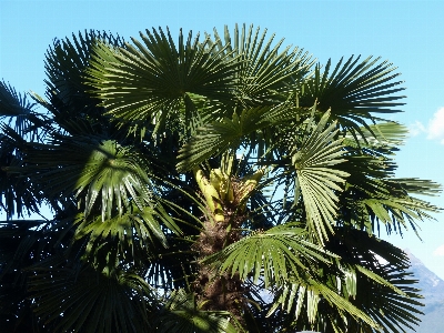 Tree branch plant palm Photo