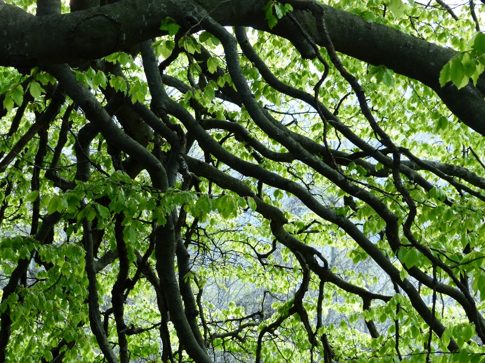 Tree nature forest branch