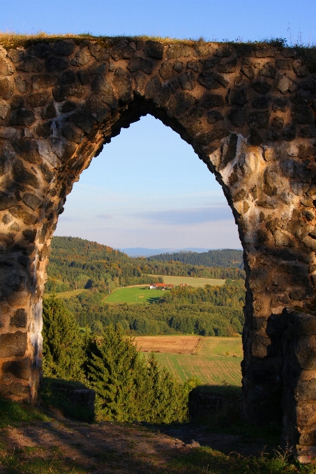 Paesaggio albero natura foresta