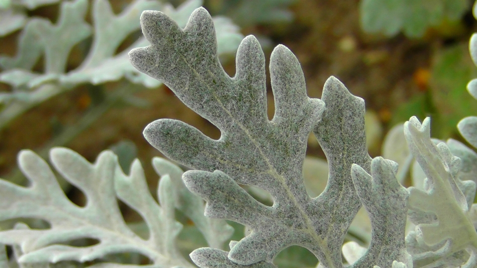 Nature branch structure plant