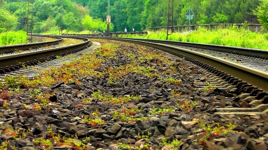 Track railway flower train Photo