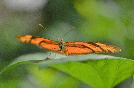 Nature wing photography leaf Photo