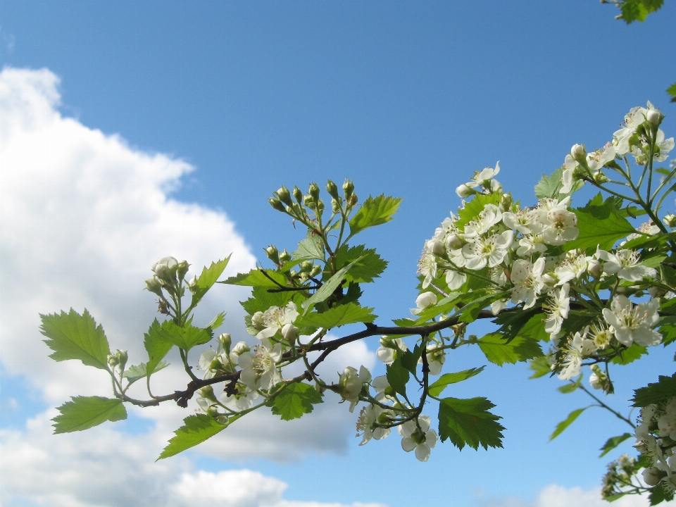 árvore natureza filial florescer