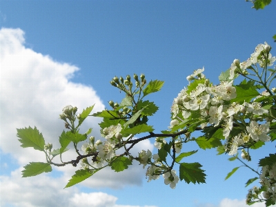 Tree nature branch blossom Photo