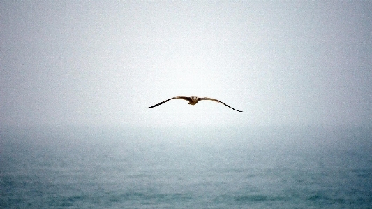 Sea ocean bird wing Photo