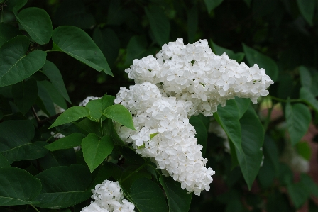 Blossom plant white flower Photo