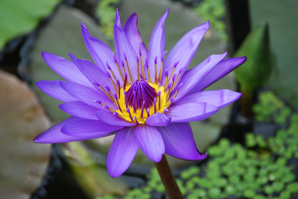 Water nature blossom plant