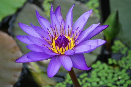 Water nature blossom plant Photo