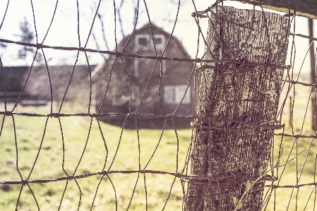 Tree grass fence barbed wire Photo