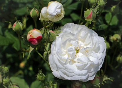 Blossom plant white flower Photo