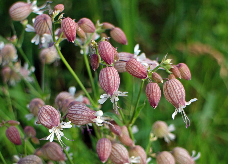 Nature fleurir usine fleur