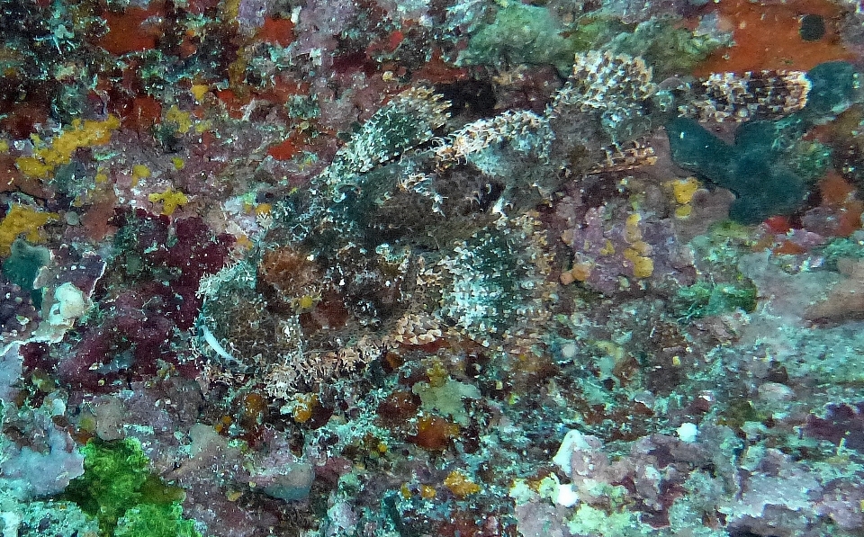 Mar mergulhando embaixo da agua biologia