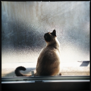 Light morning window animal Photo