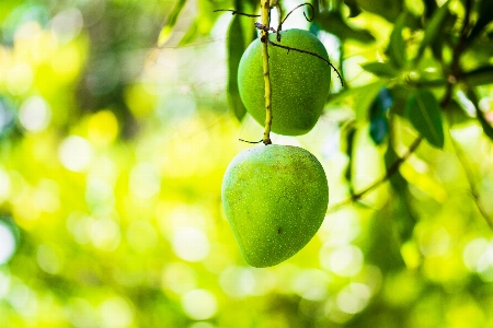 Foto Apple árvore filial plantar