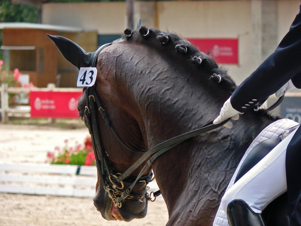 Sport véhicule cheval mammifère