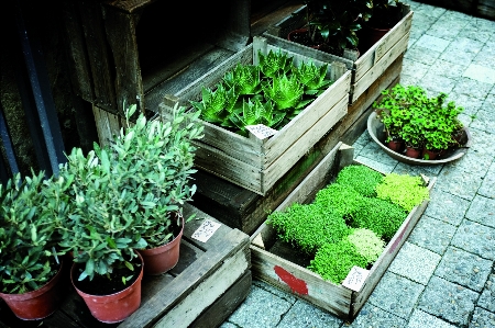 植物 花 緑 ハーブ 写真