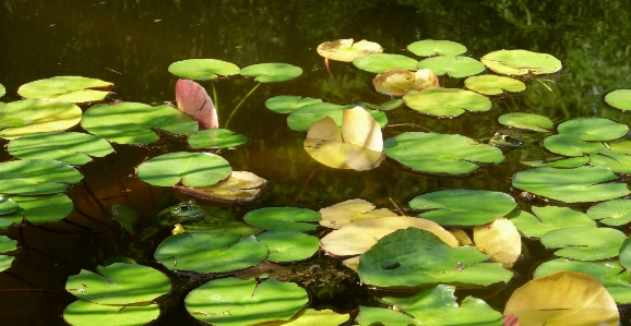 Water plant leaf flower Photo