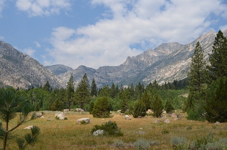 Landscape tree wilderness walking Photo