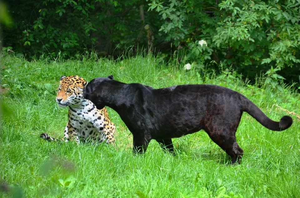 Cane mammifero nero fauna